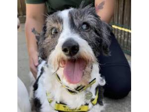 Timmy - Male Terrier Cross Photo
