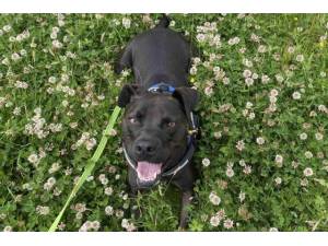 Tweed - Male Staffordshire Cross (SBT) Photo