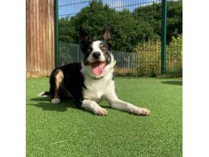 Willow - Female Collie Cross (Border) Photo