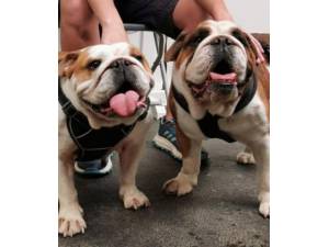 Duke and Duchess - Bulldog Photo