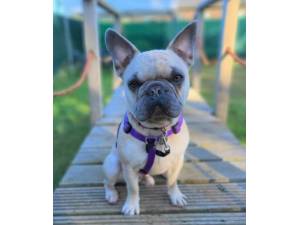 Kobe - Male Pug Cross Photo