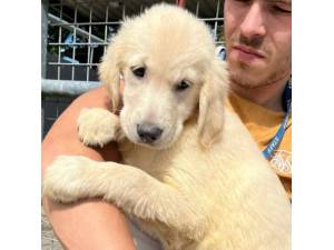 Hawk - Female Golden Retriever Photo