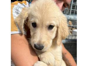 House - Female Golden Retriever Photo