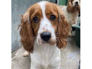 Kat - Female Cavalier King Charles Spaniel cross Cocker Spaniel Photo