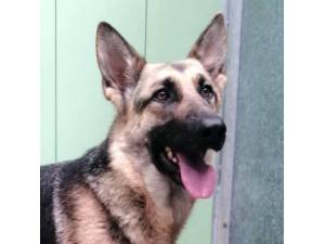 Thalia - Female German Shepherd Dog (GSD) Photo