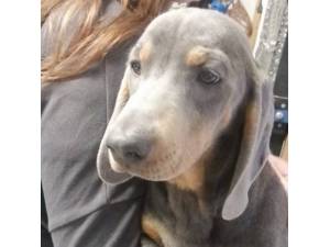 Neil - Male Dachshund Photo