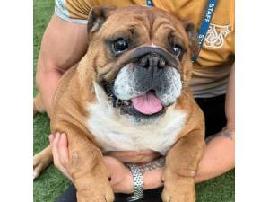 Humbug - Female Bulldog Photo