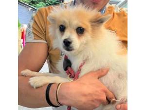 Theresa - Female Pomeranian Cross Photo