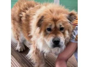 Thistle - Female Chow Chow Cross Golden Retriever Photo