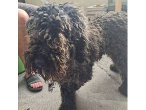 Thelma - Female Poodle (Standard) Photo
