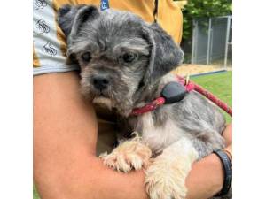 Chainie - Female Shih Tzu Photo