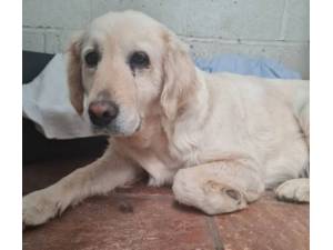 Thrifty - Female Golden Retriever Photo