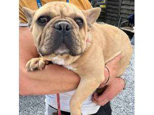 Chilly - Female French Bulldog Photo