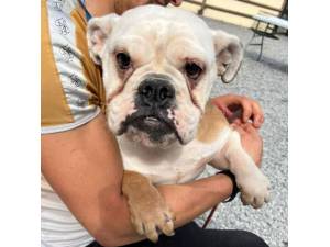 Chicago - Female Bulldog Photo