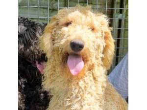 Daisy - Female Bernese Mountain Dog Cross Poodle Photo