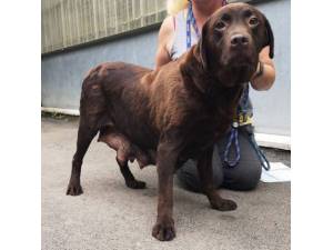 Chox - Female Labrador Photo