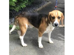 Jack - Male Beagle Photo