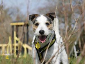 Fidget - male Crossbreed Photo