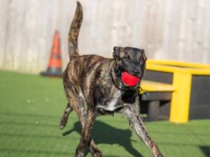 Prince - male Belgian Shepherd Dog (Malinois) Photo