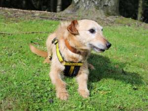 Rossi - male Lurcher Photo