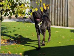 Lulu - female Akita Cross Photo