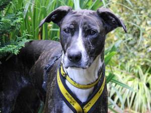 Betty - female Crossbreed Photo