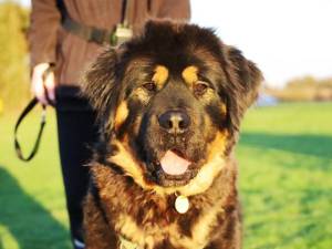 Oliver - male Tibetan Mastiff Cross Photo