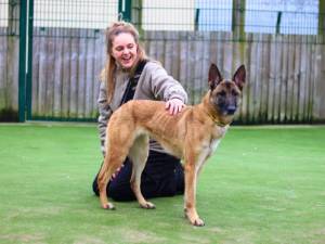 Rescue Dogs in Crewe | Petlist