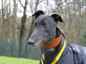 Shadow - male Greyhound Photo
