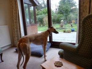 Freya - female Greyhound Photo