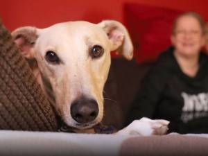 Rory - male Lurcher Photo
