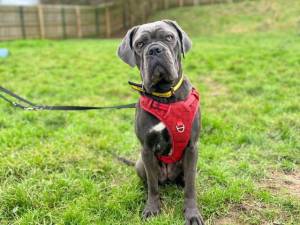Nala - female Italian Corso Dog Cross Photo