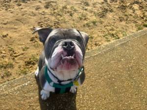 Bruno - male Bulldog Photo