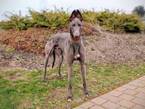 Wonder - male Greyhound Photo