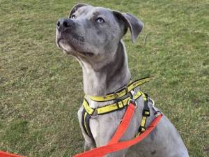 Cupid - male Lurcher Cross Photo