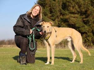 Marley - male Lurcher Cross Photo