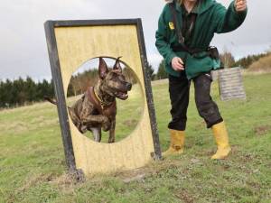 Kaye - male Italian Corso Dog Photo