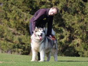 Fennel - male Alaskan Malamute Photo