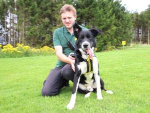 Domino - male Collie (Border) Photo