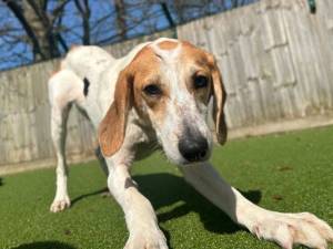 Meadow - female Foxhound Photo