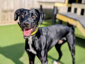 Cody - male Lurcher Cross Photo
