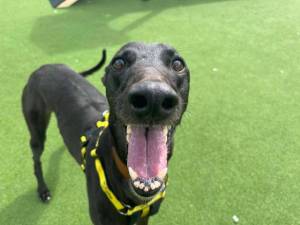 Nikita - female Greyhound Photo
