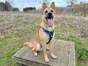 Buddy - male German Shepherd Dog Cross Photo