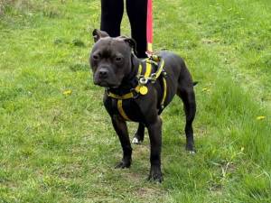 Mikey - male Terrier (Staffordshire Bull) Cross Photo