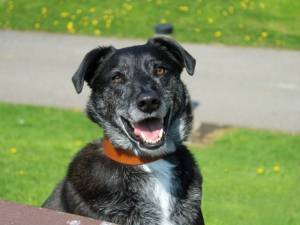 Toby - male Collie (Border) Photo