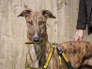 Tigger - male Greyhound Photo