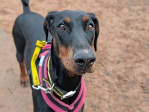 Luna - female Dobermann Photo