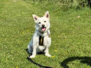 Chino - male Shih Tzu Cross Photo