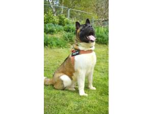 Cole - Male Akita Photo