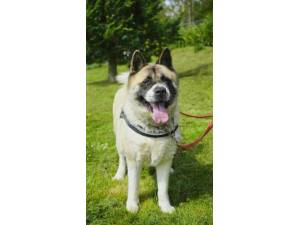 Dee Dee *reserved* - Female Akita Photo